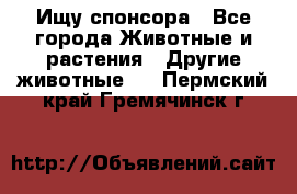 Ищу спонсора - Все города Животные и растения » Другие животные   . Пермский край,Гремячинск г.